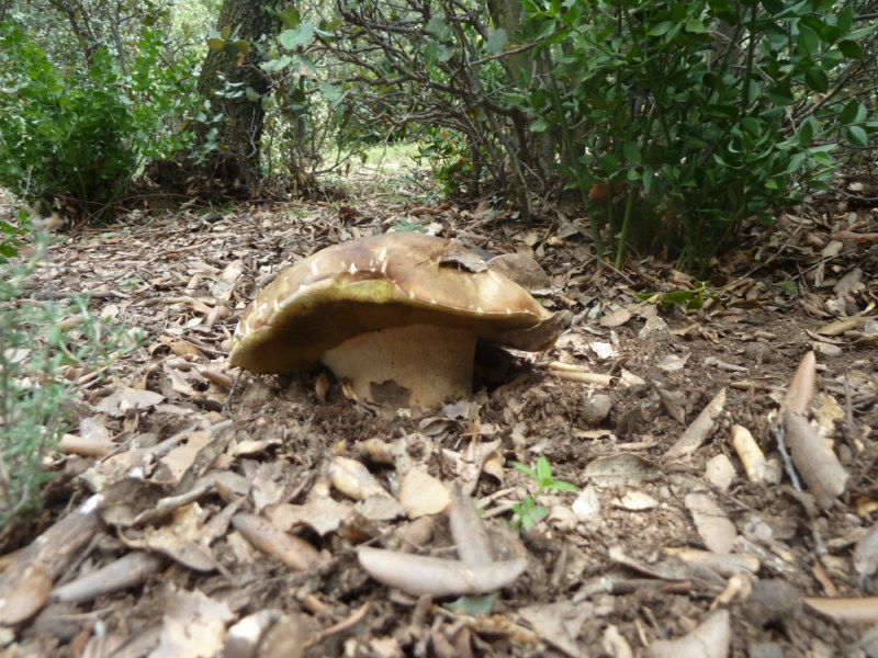 Un cep aereus sa i de bones dimensions al Berguedà