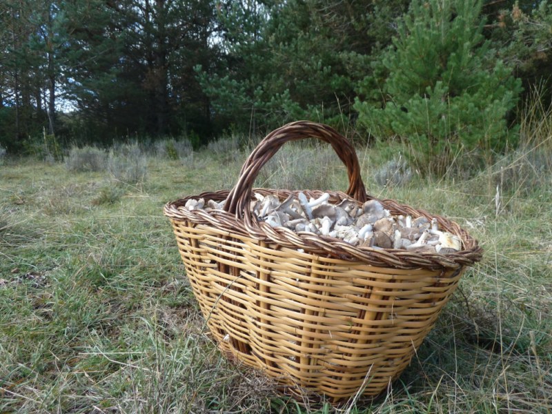 Previsió de bolets Previsió de bolets