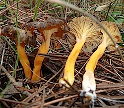 El camagroc El camagroc