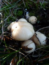llenegues blanques