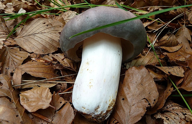 Llora o russula cyanoxantha Llora o russula cyanoxantha