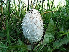 bolet de tinta bolet de tinta