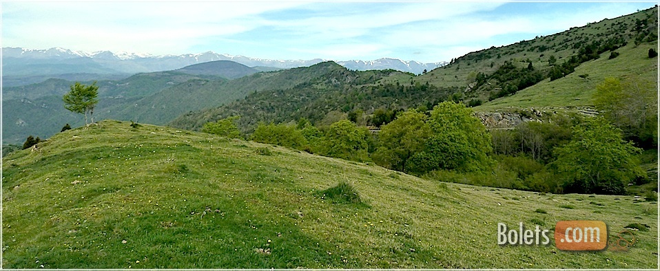 bolets als prats bolets als prats