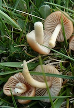 carreretes carreretes