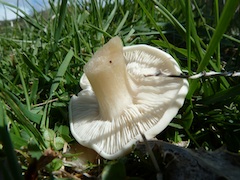 melanoleuca melanoleuca làmines