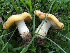 moixerons moixerons grocs