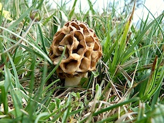 múrgula rossa de prat múrgula rossa de prat