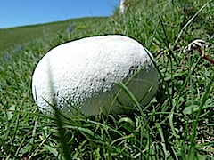 pet de llop pet de llop