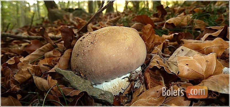 Cep i matabolets. Cep i matabolets.