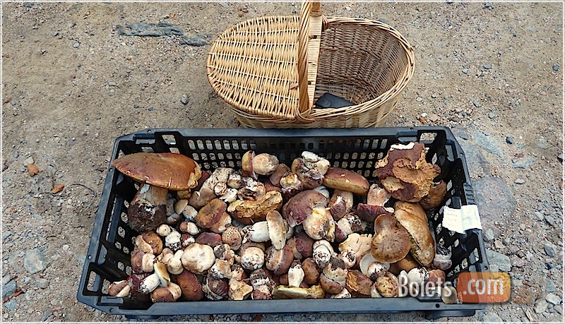 Collita de ceps al desert. Collita de ceps al desert.