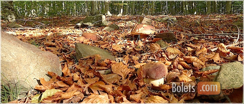 família de ceps. família de ceps.
