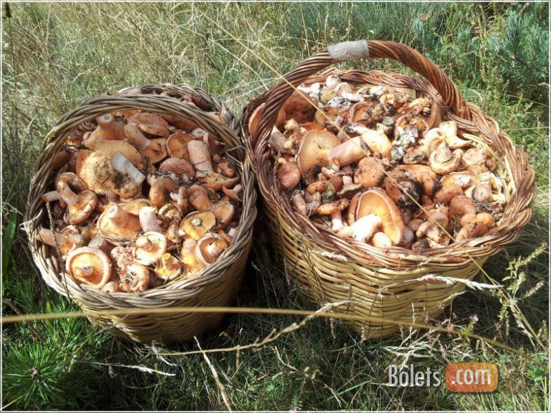 Un parell de cistelles de rovellons Collita de rovellons, exemplars lactarius deliciosus