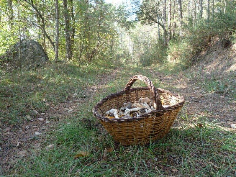 Previsió de bolets Previsió de bolets