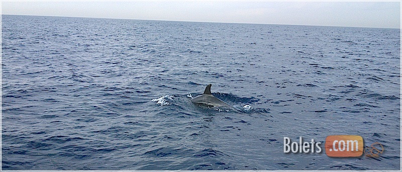 Dofins a Barcelona. Dofins a Barcelona.