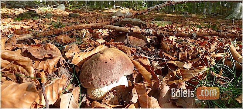 Erols de ceps. Erols de ceps.